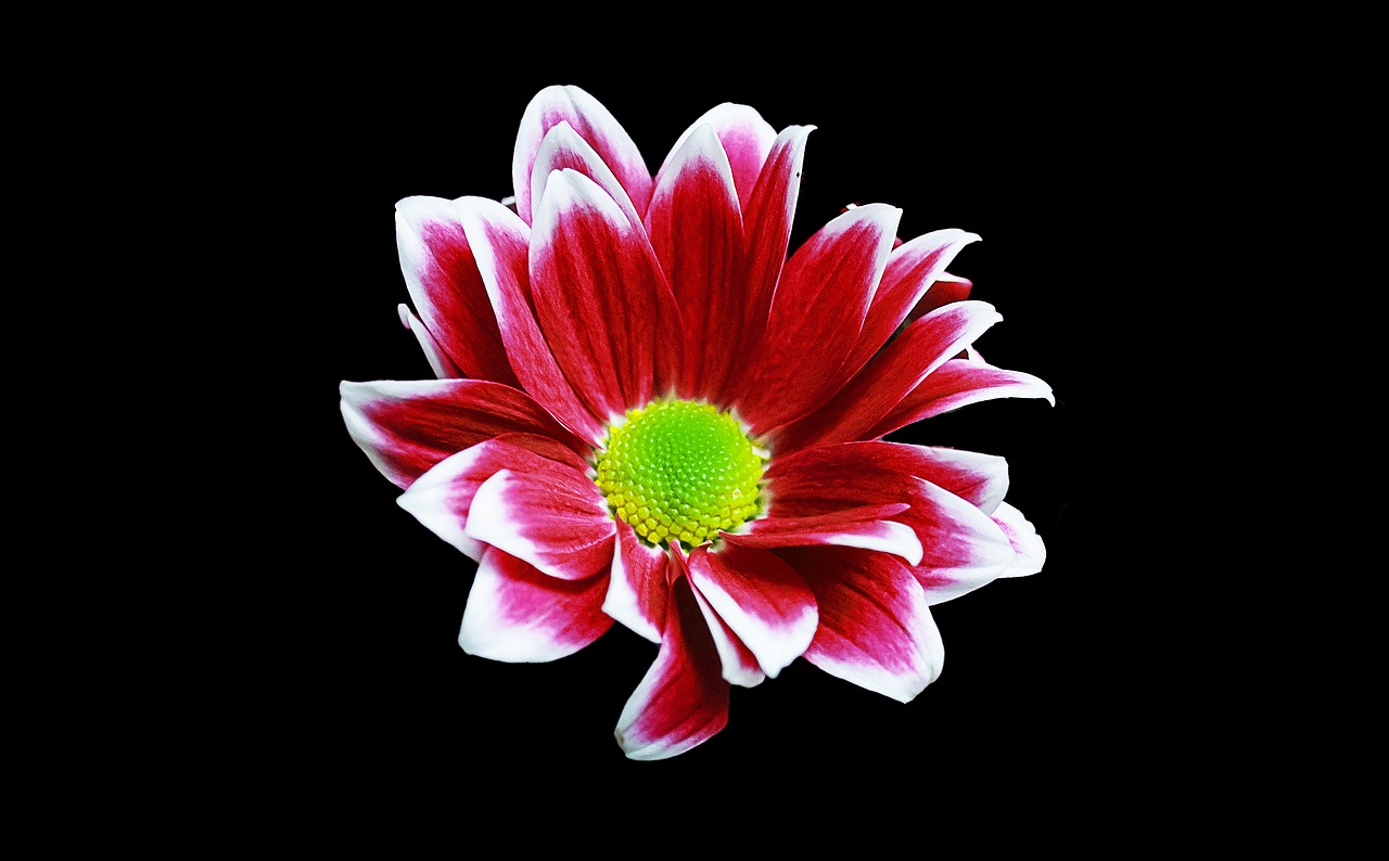 margriet flower background free photo