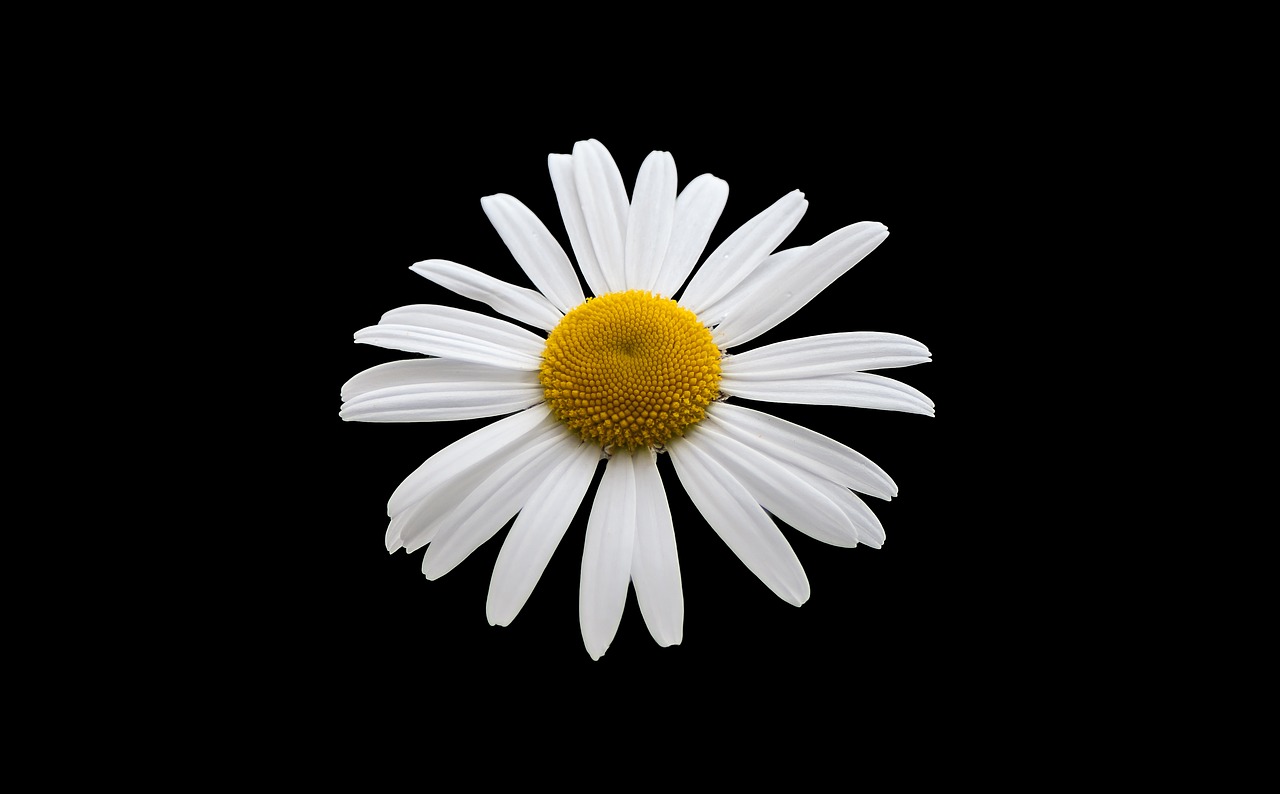 margriet white flower free photo