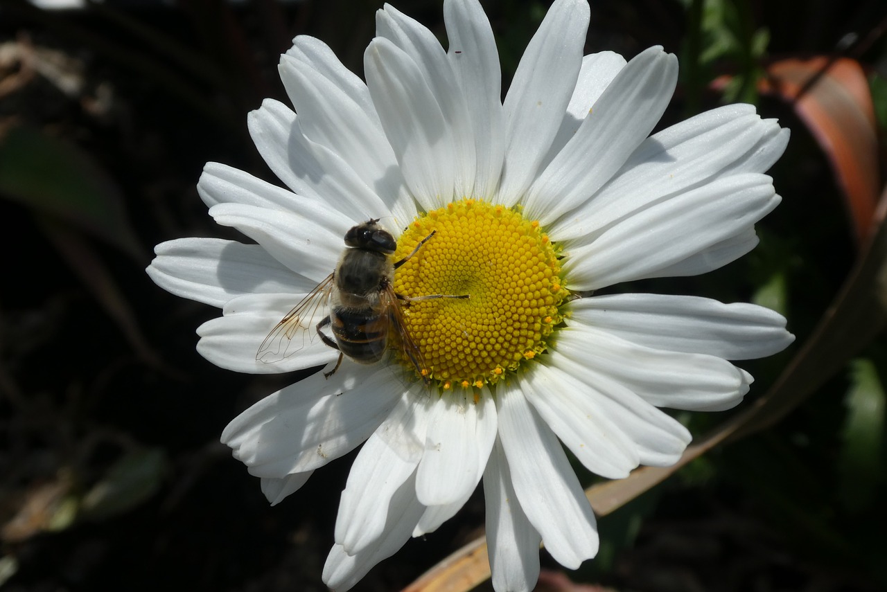 margriet  flower  bug free photo