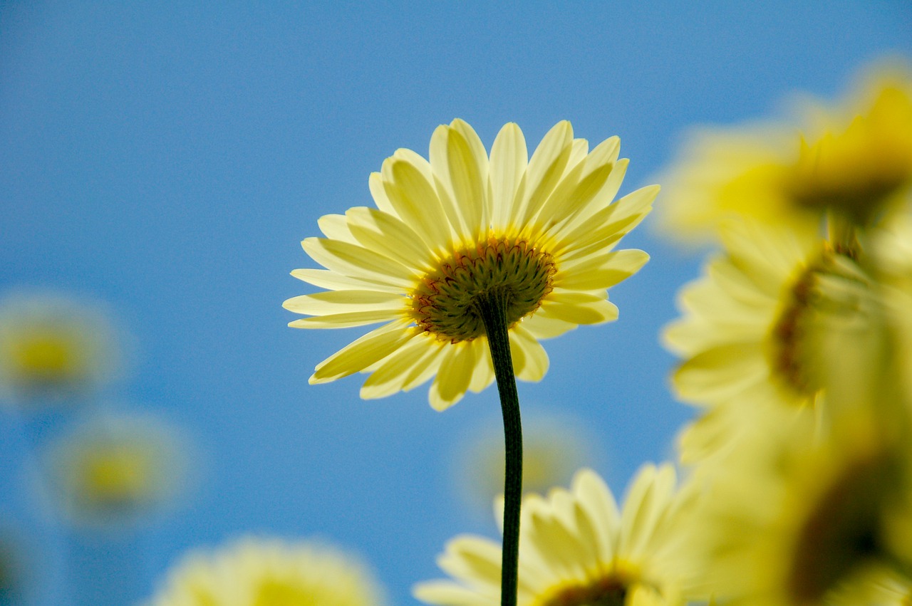 margriet  yellow  air free photo