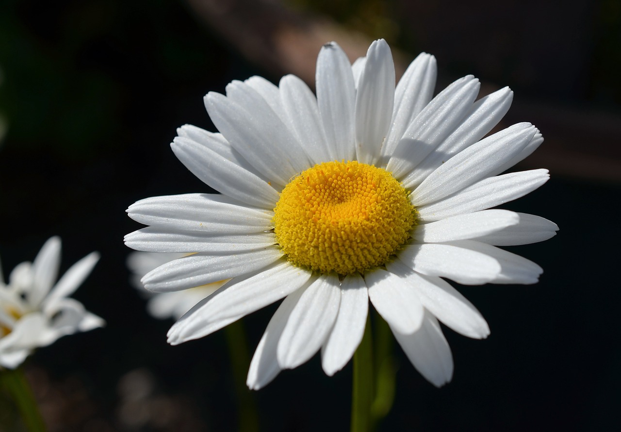 marguerite flower blossom free photo