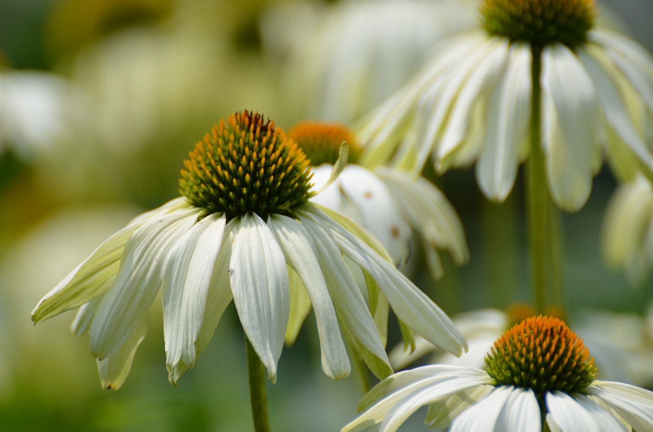 marguerite green flowers free photo