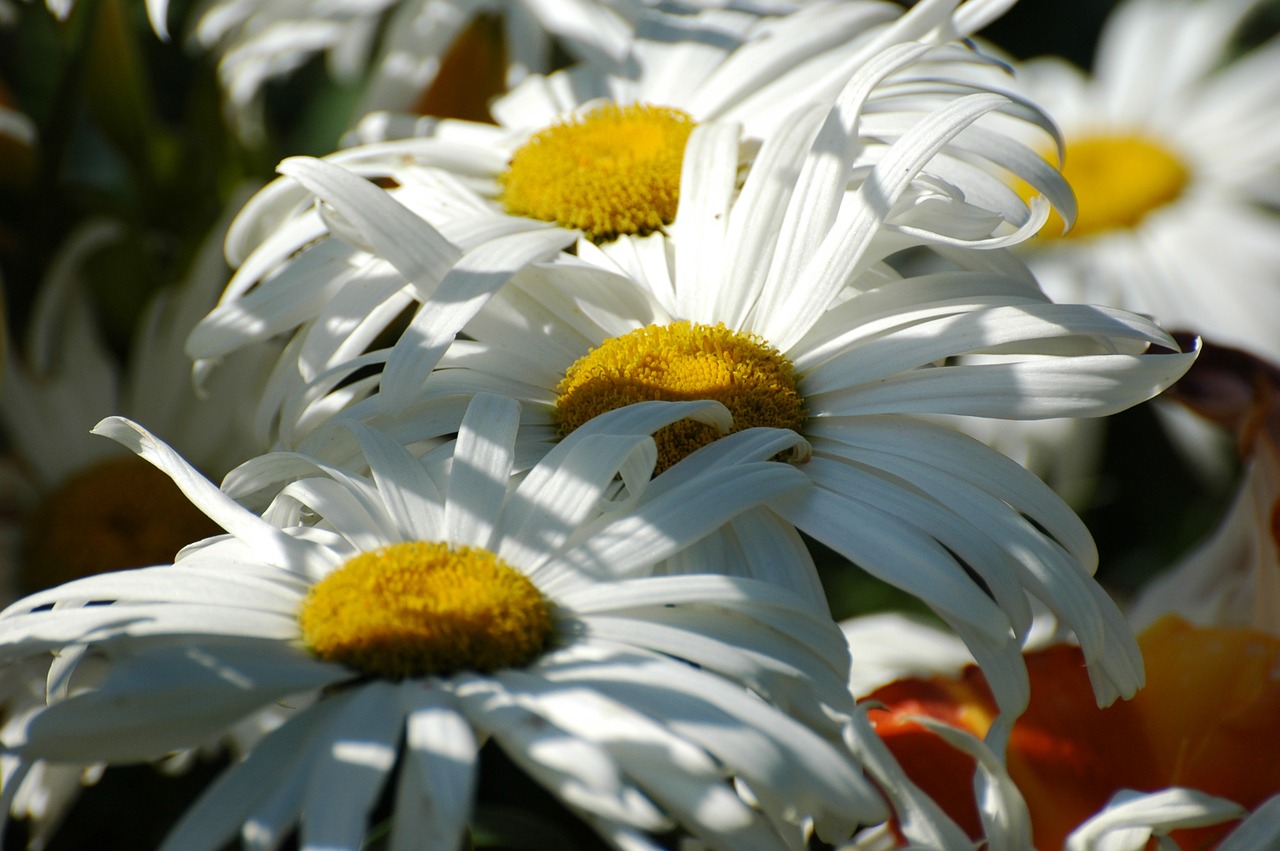 marguerite daisy flowering free photo