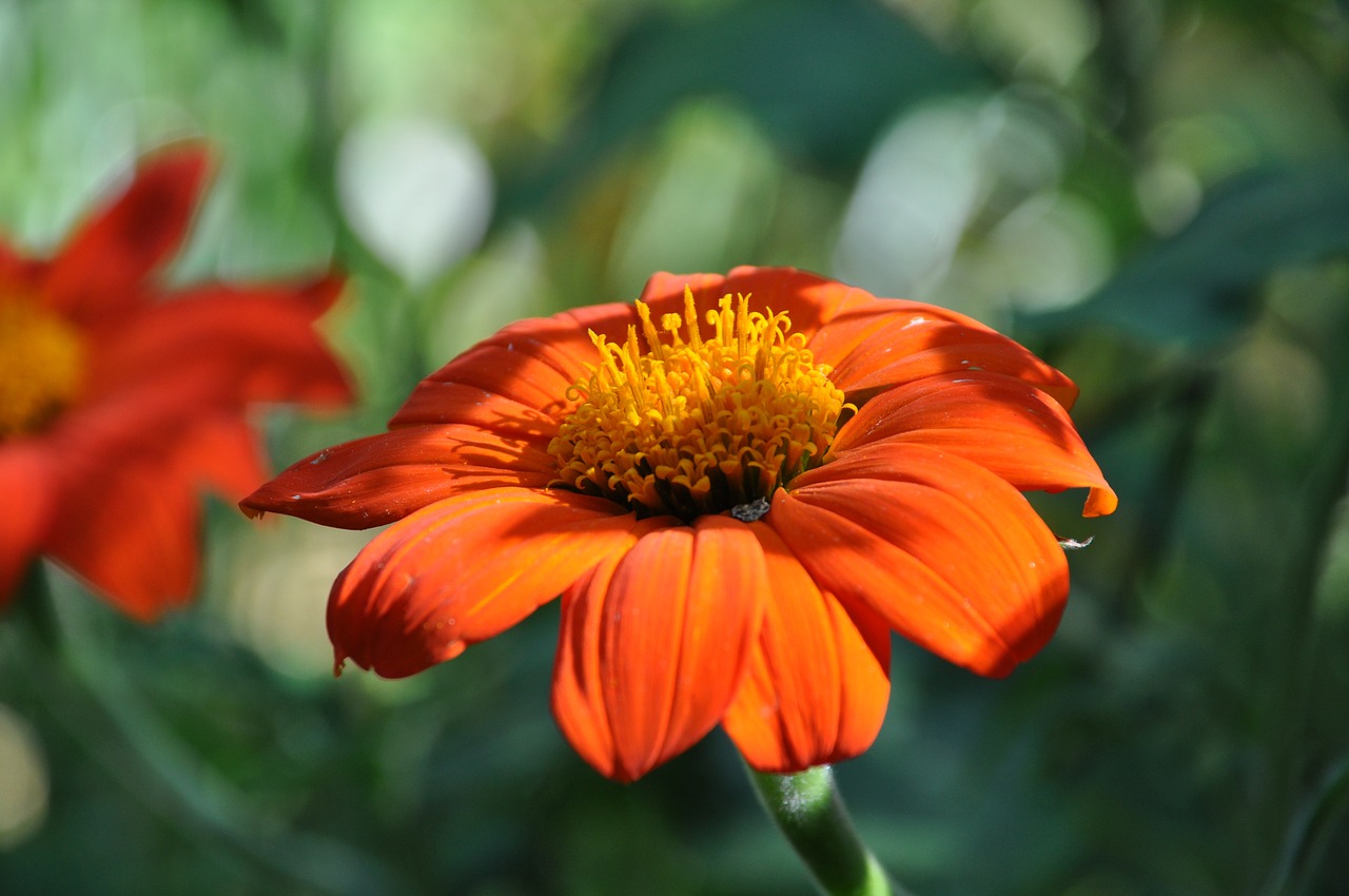 marguerite daisy flowering free photo