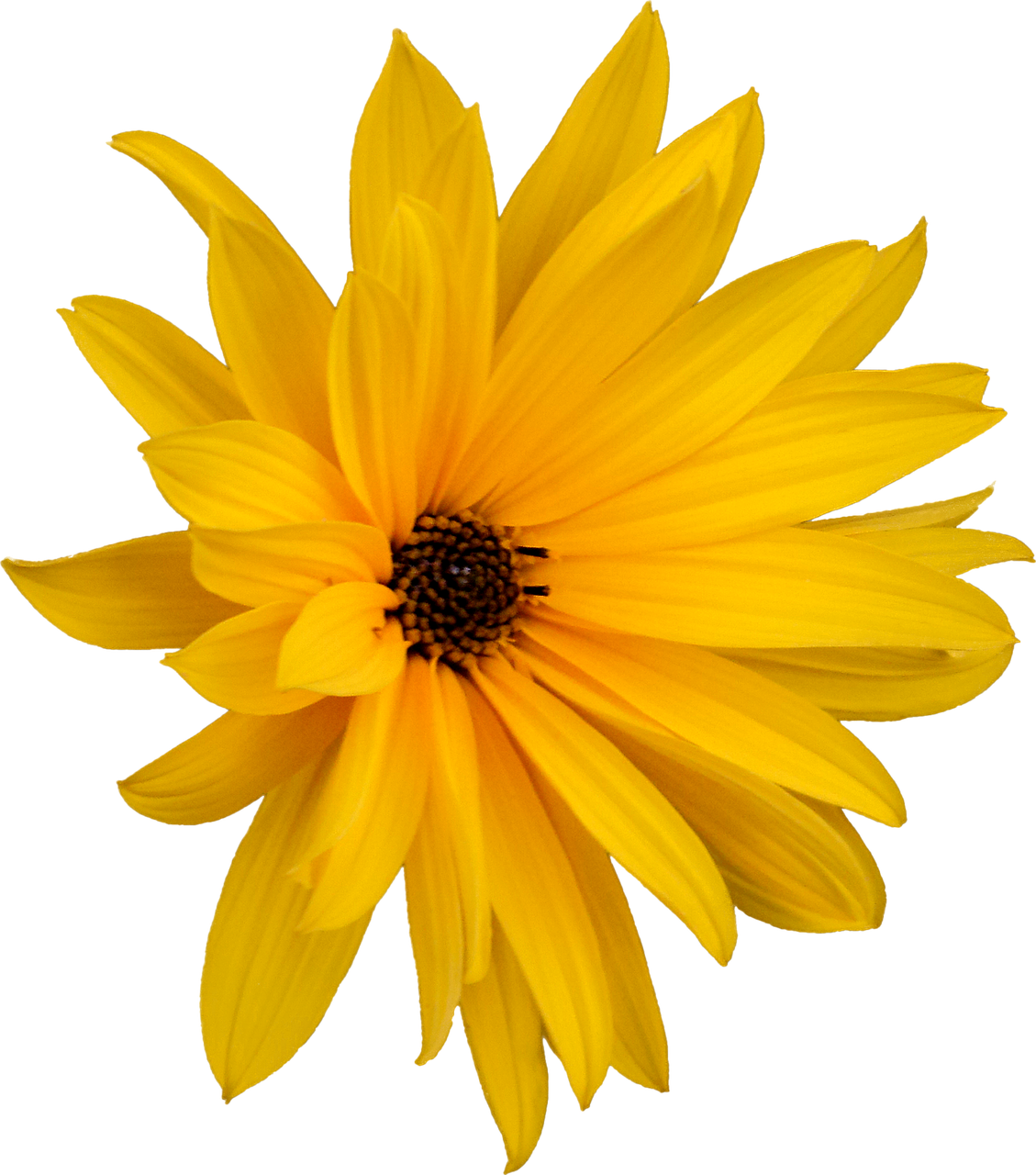 marguerite png flower free photo