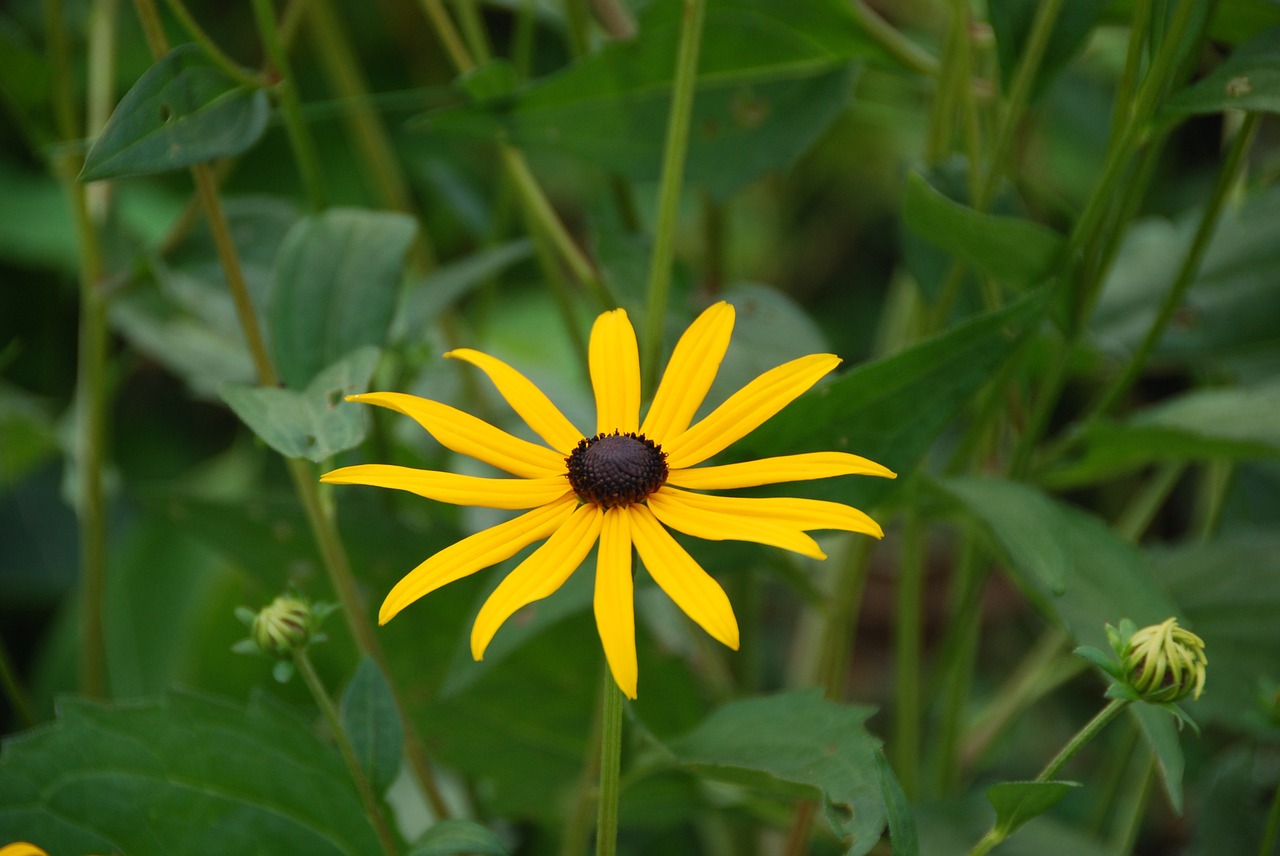 marguerite yellow blossom free photo