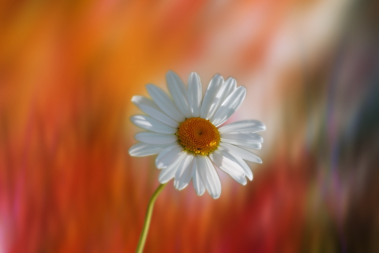 marguerite flower plant free photo