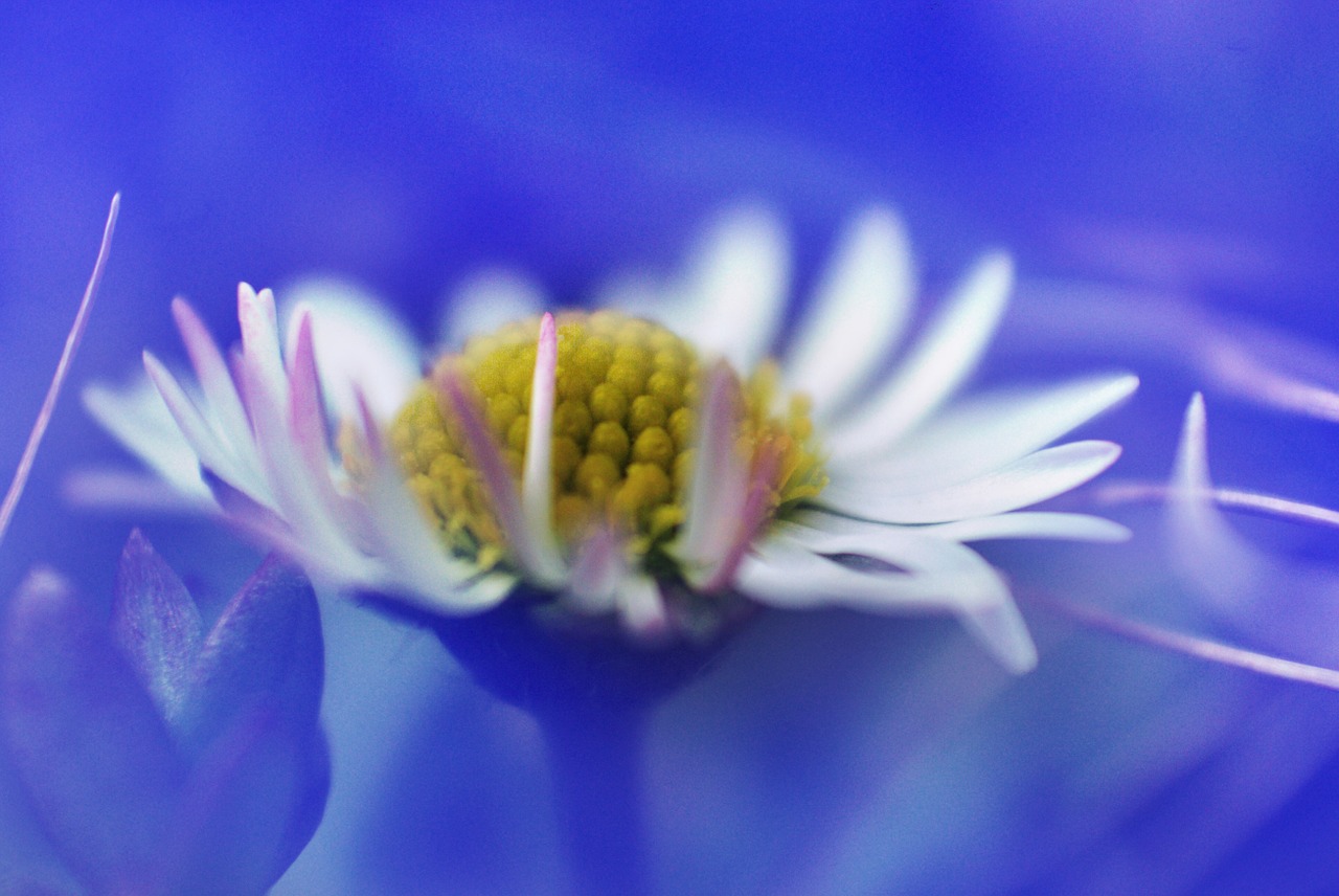 marguerite flower plant free photo