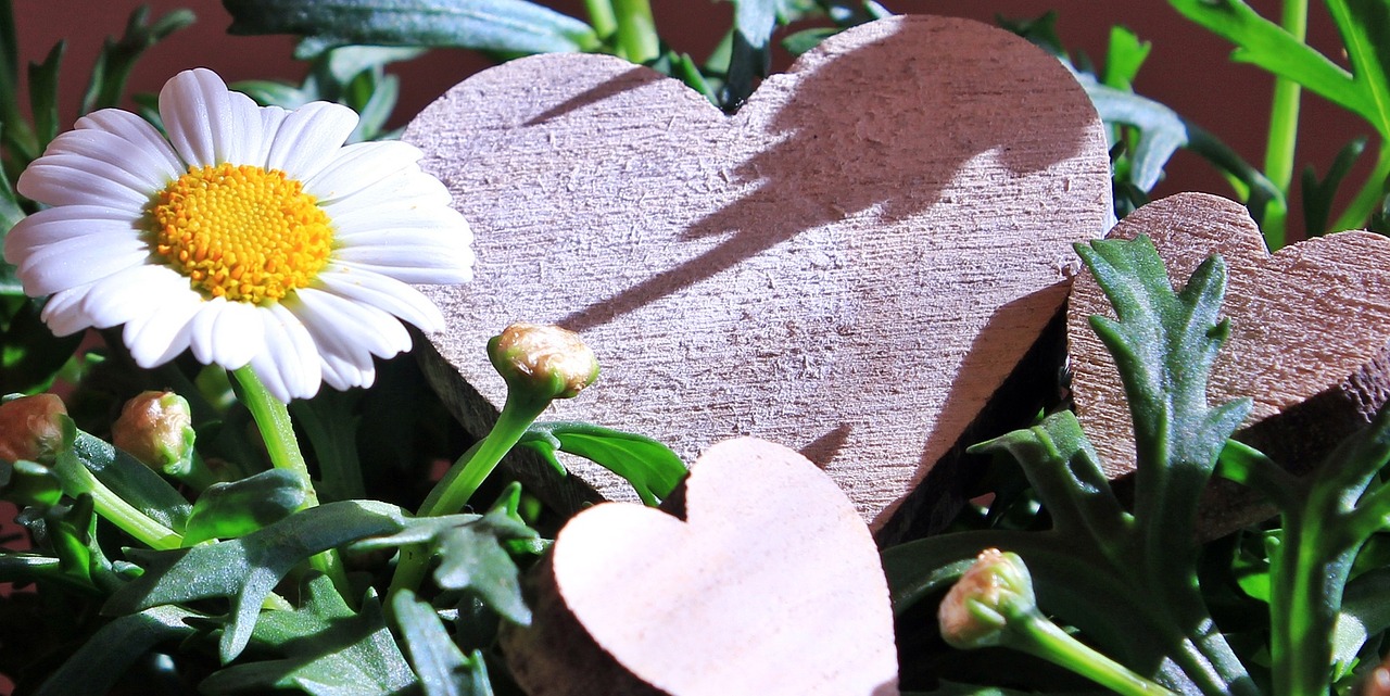 marguerite flower plant free photo