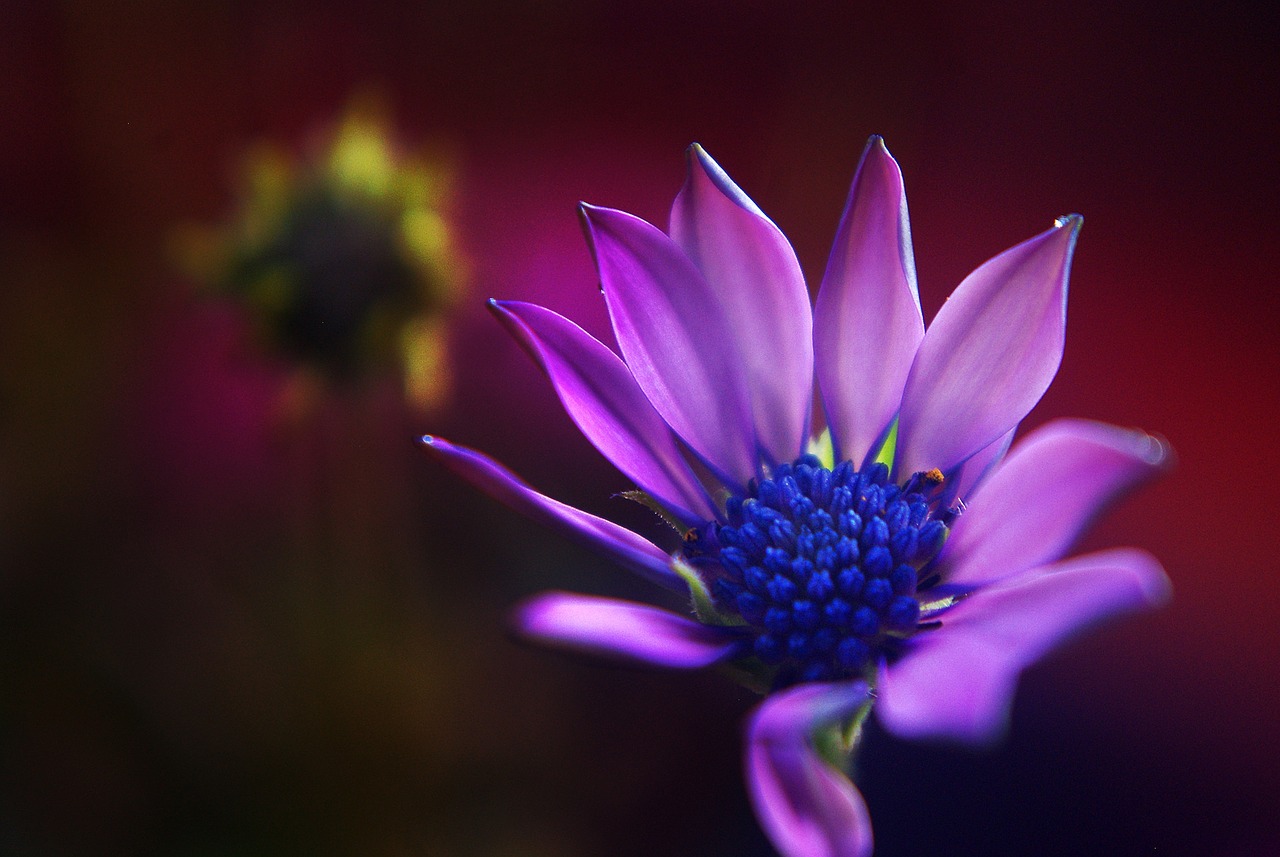 marguerite flower plant free photo