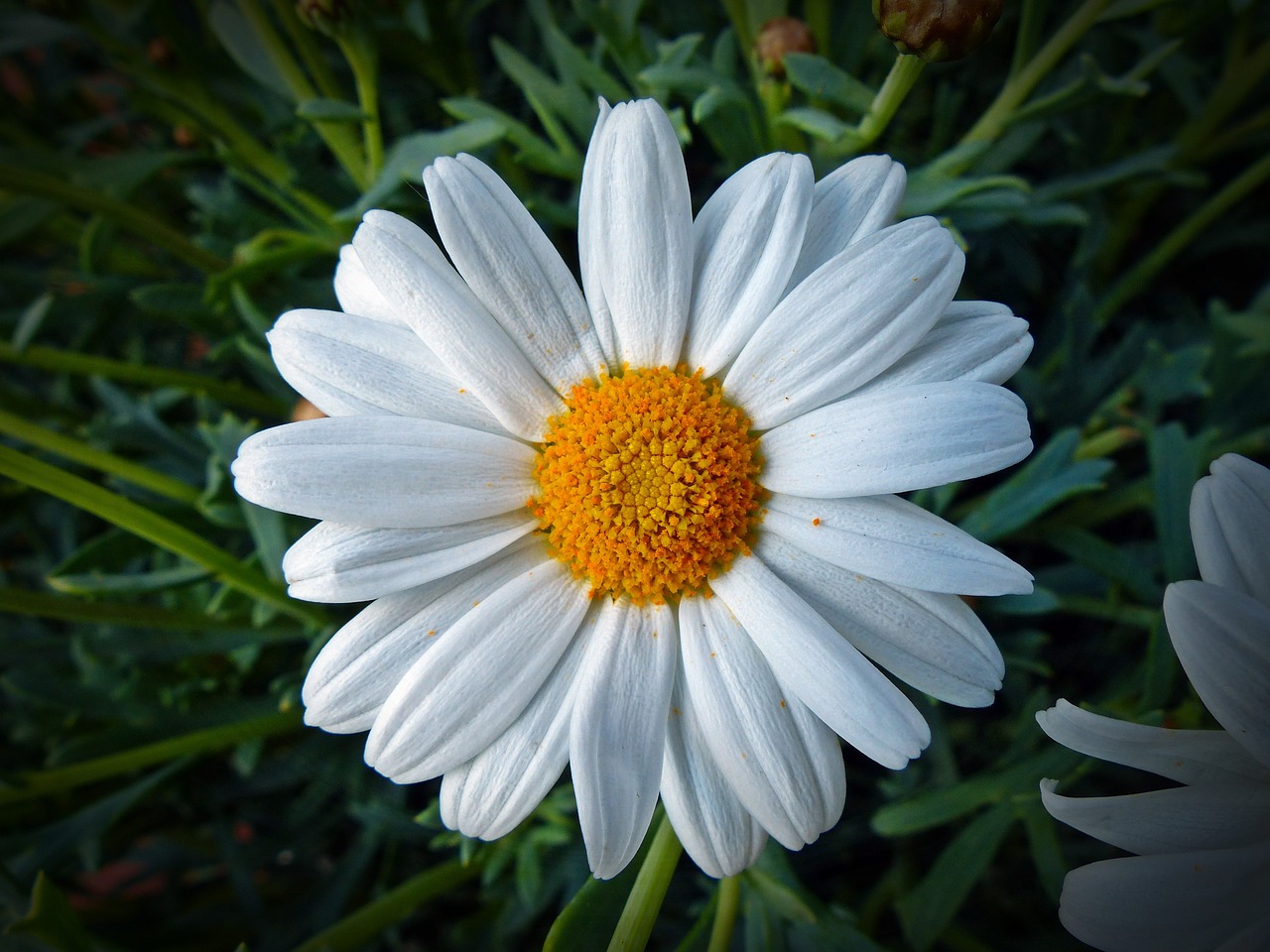 marguerite flower blossom free photo