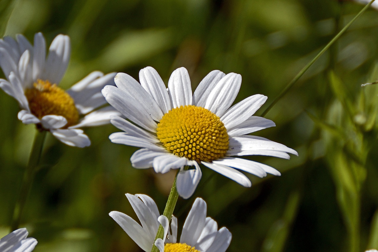 marguerite flower blossom free photo