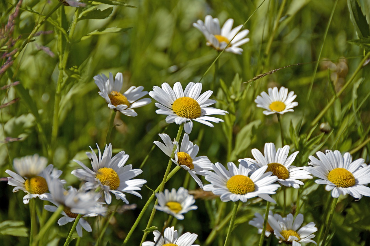 marguerite flower blossom free photo