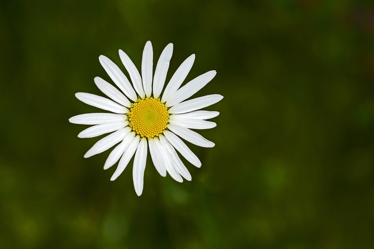 marguerite flower blossom free photo