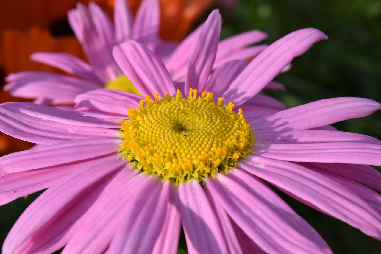 marguerite viola blossom free photo