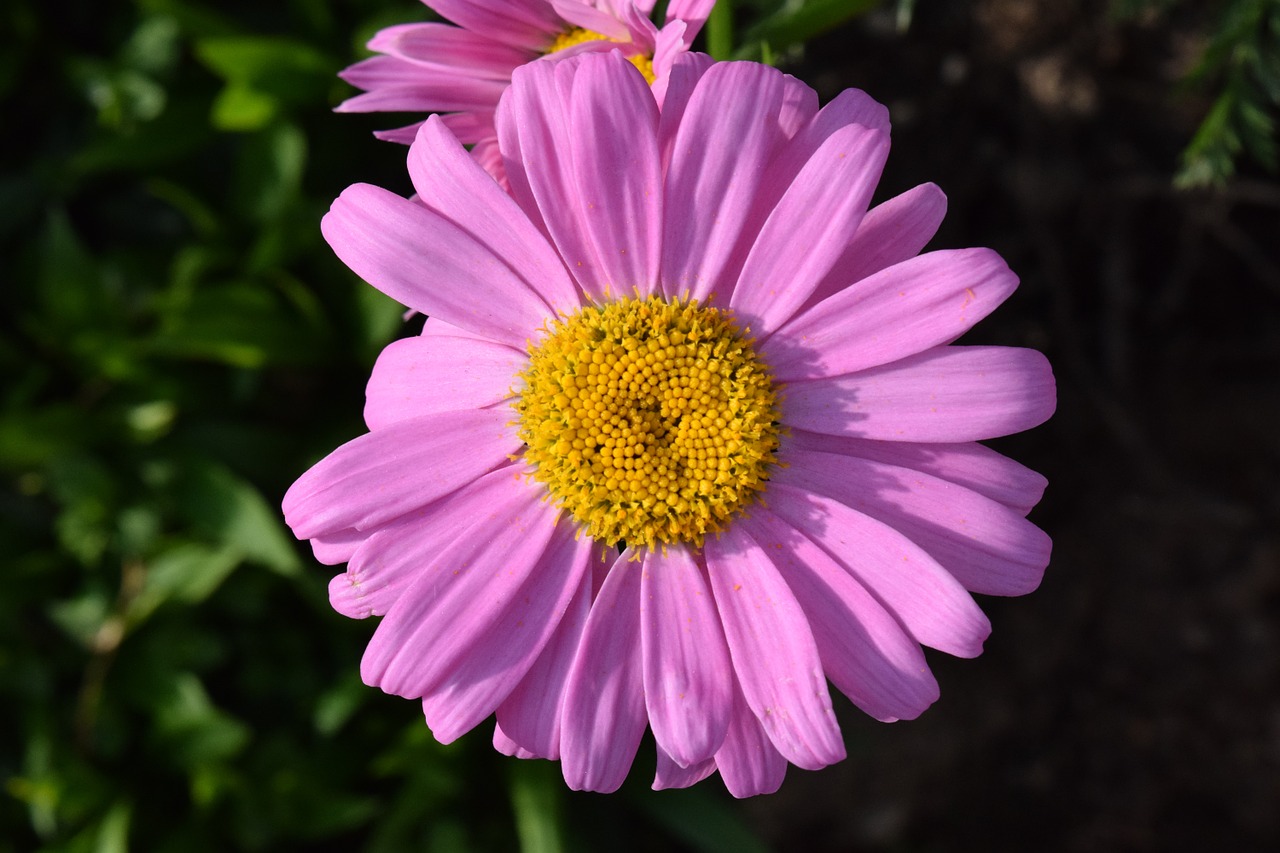 marguerite blossom bloom free photo