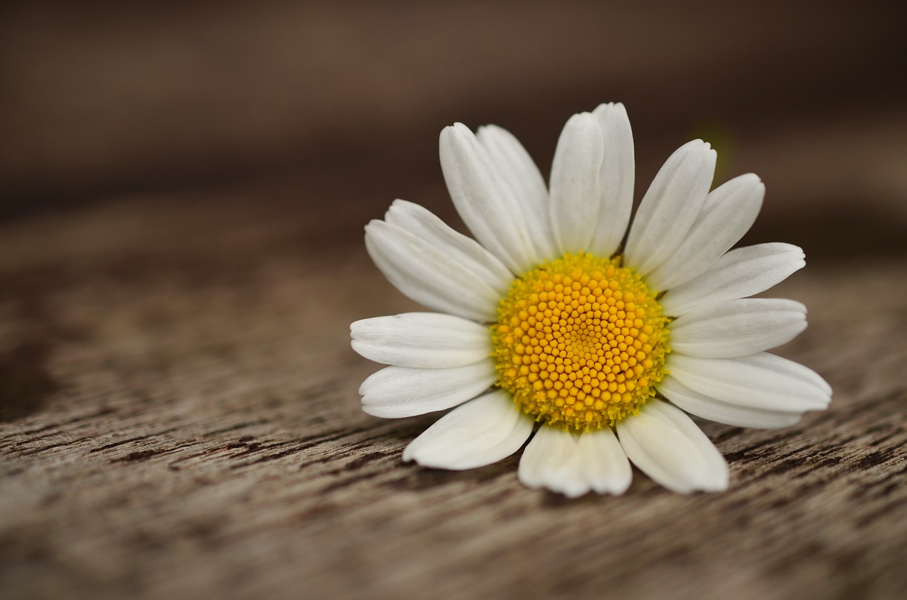 marguerite blossom bloom free photo