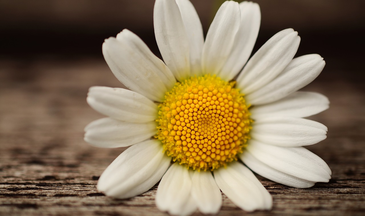 marguerite blossom bloom free photo