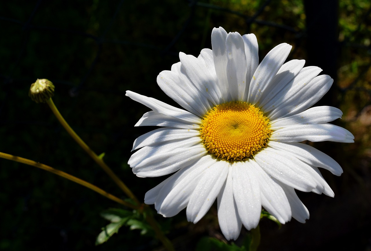 marguerite blossom bloom free photo