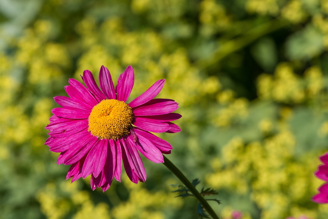 marguerite flower pink free photo