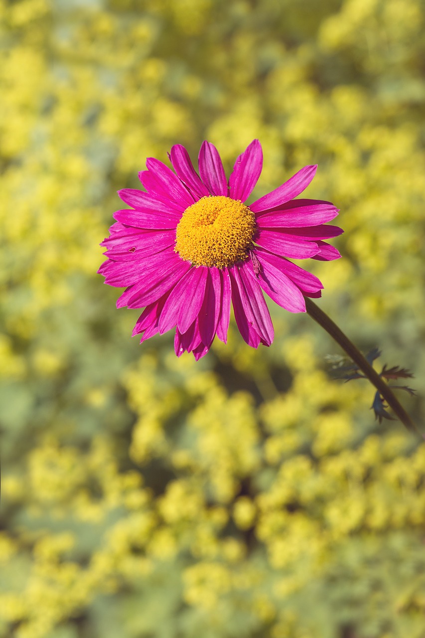 marguerite flower pink free photo