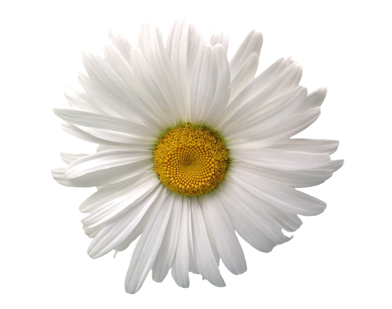 marguerite summer flower free photo