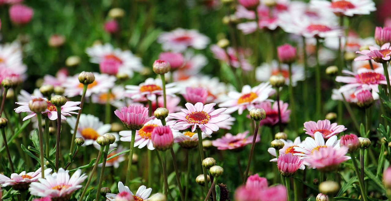 marguerite tree daisy flower free photo