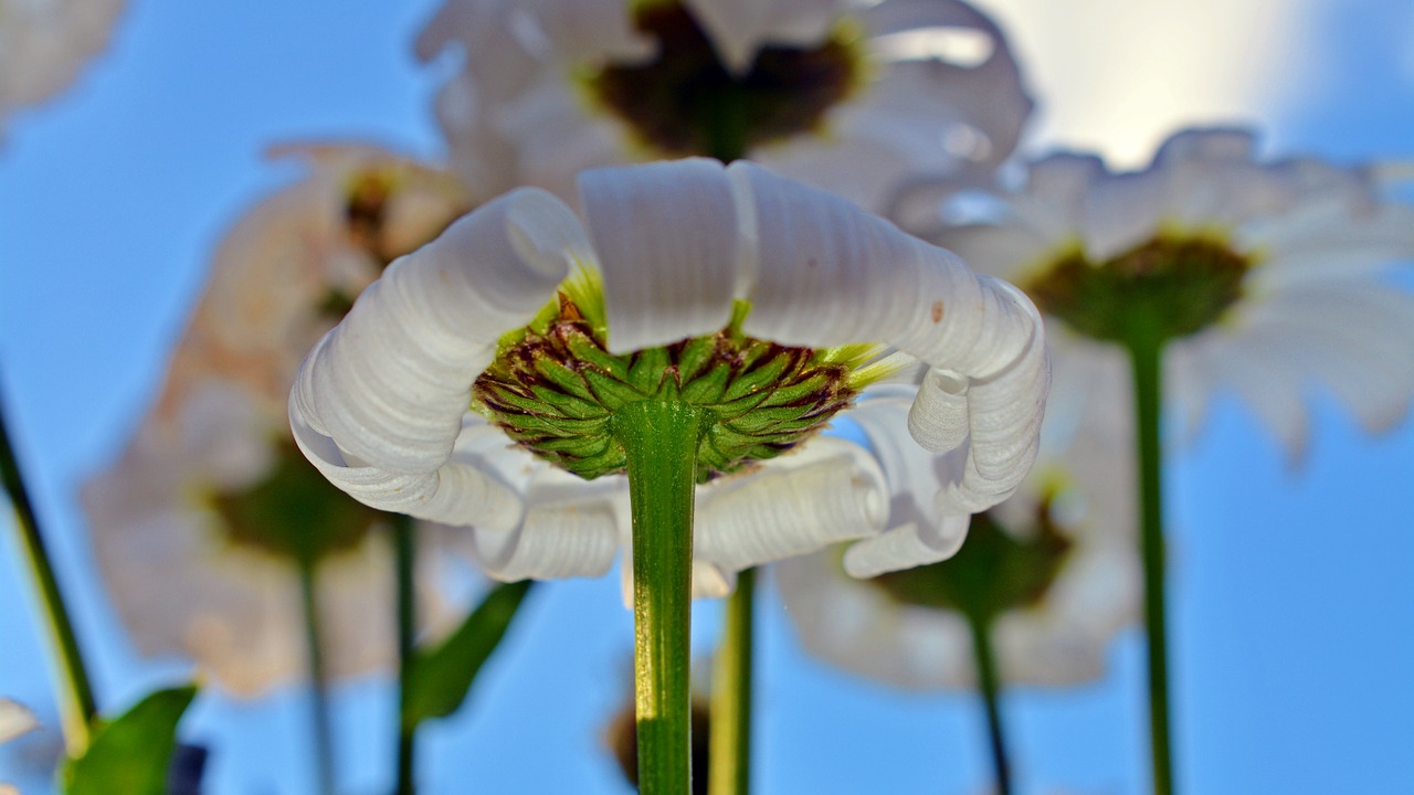 marguerite gartenmargerite faded free photo