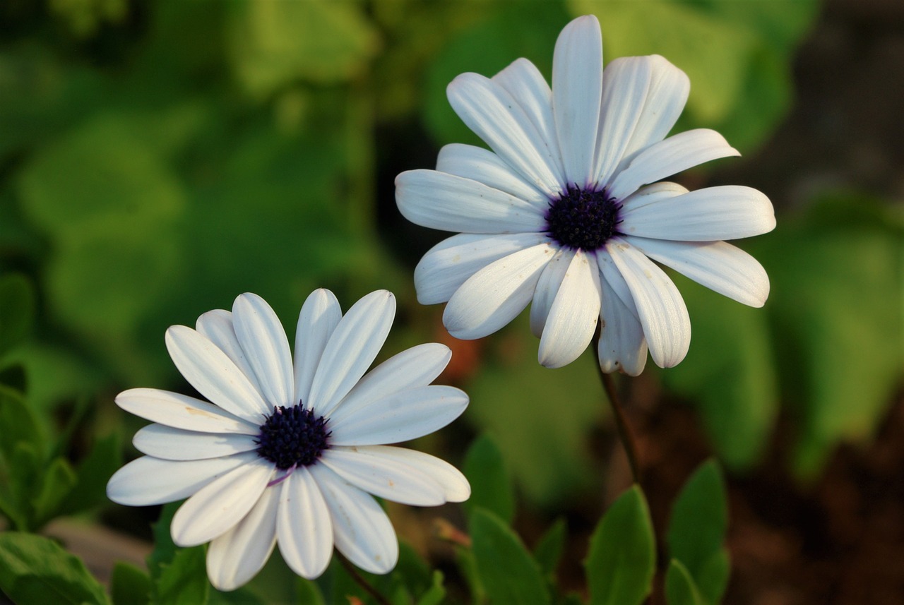 marguerite flower plant free photo