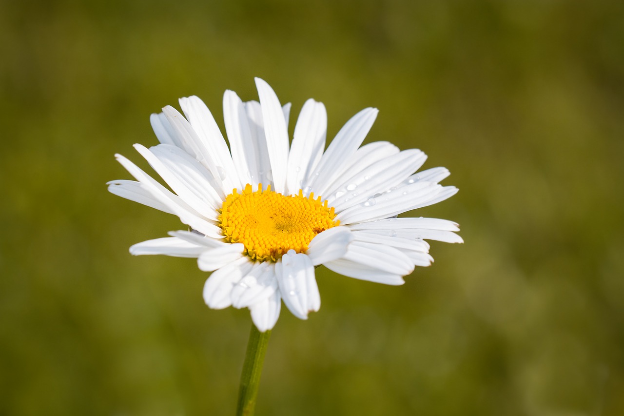 marguerite leucanthemum composites free photo