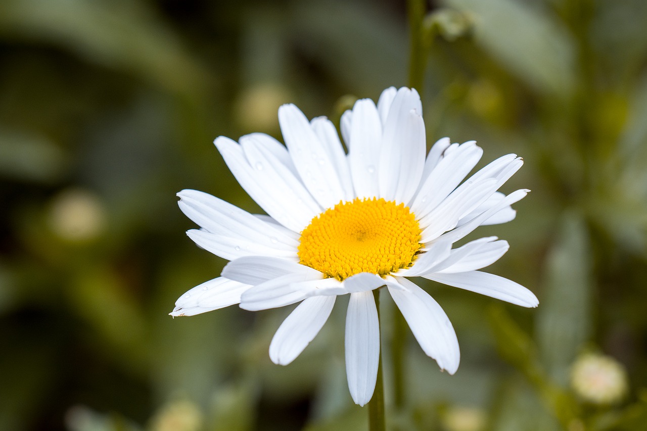 marguerite leucanthemum composites free photo