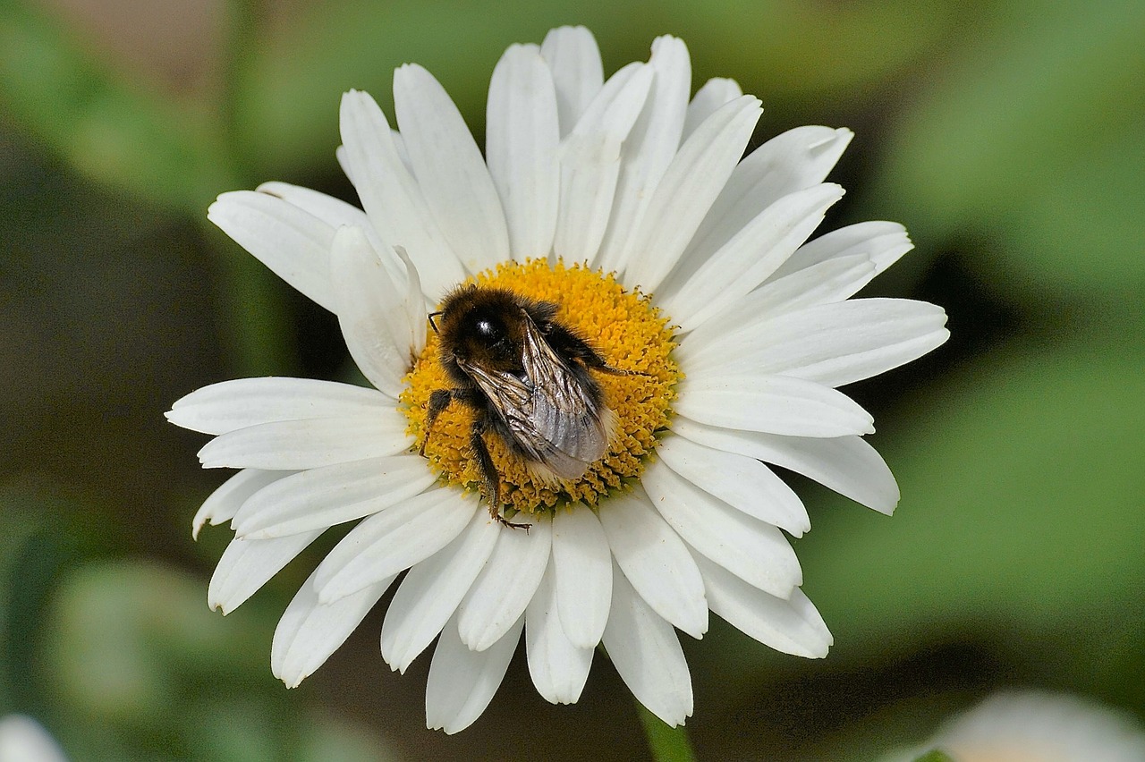 marguerite hummel flower free photo