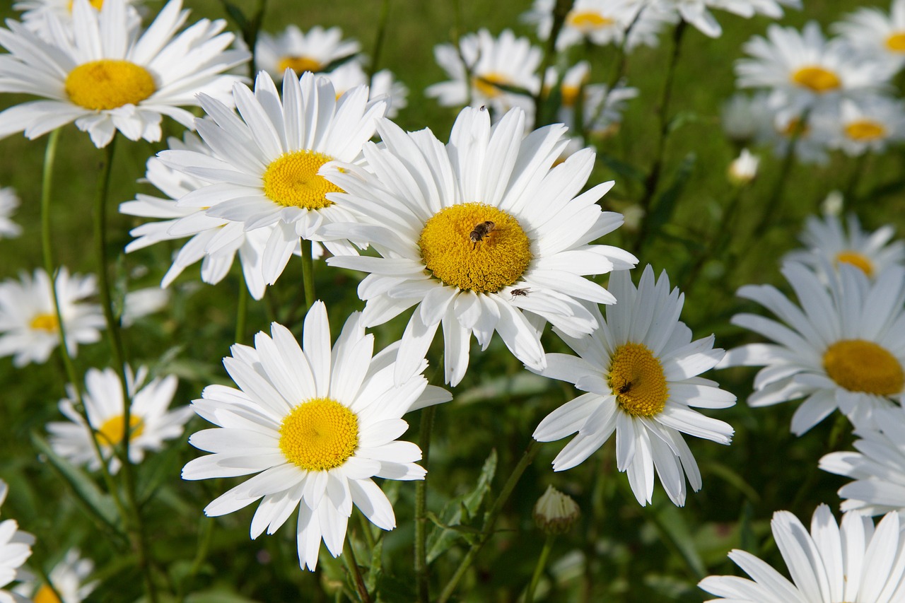 marguerite flower bee free photo