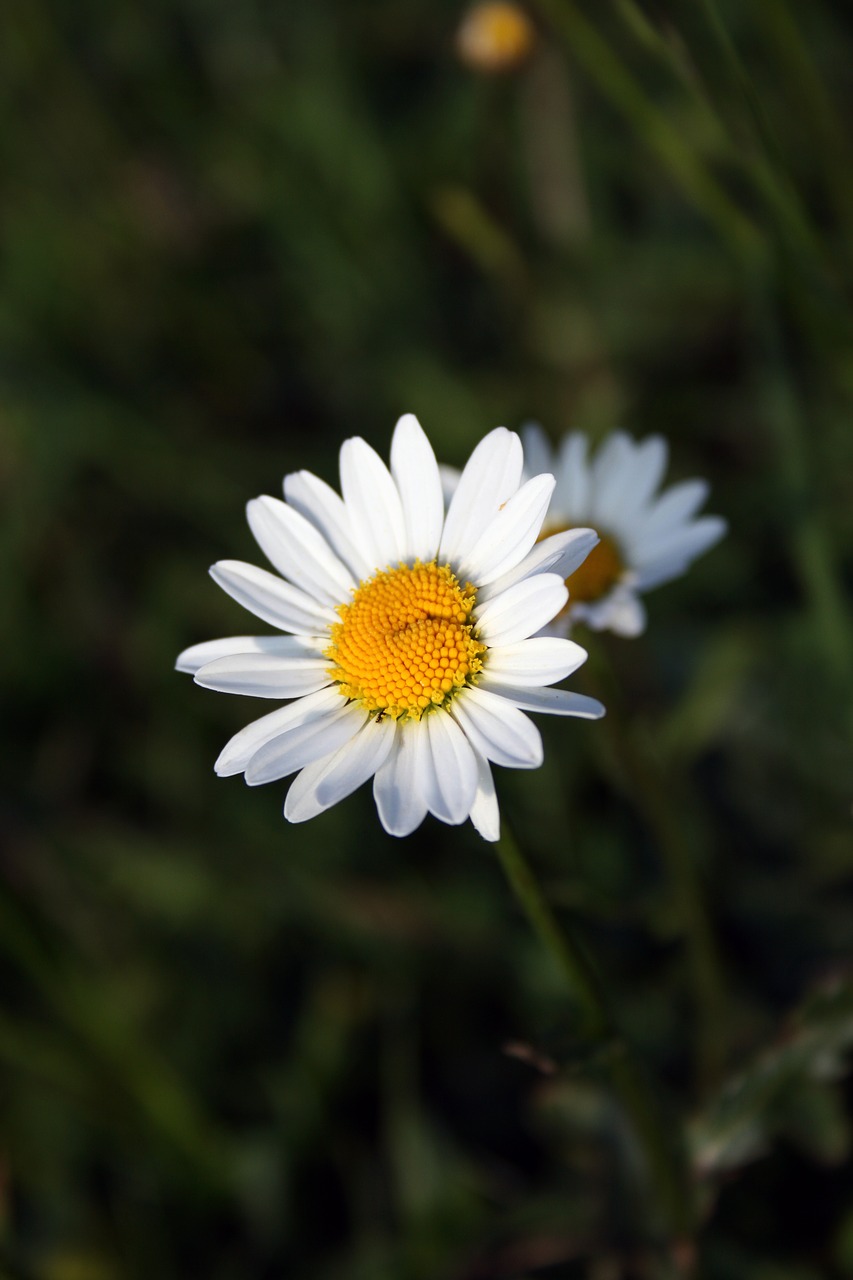 marguerite flower blossom free photo