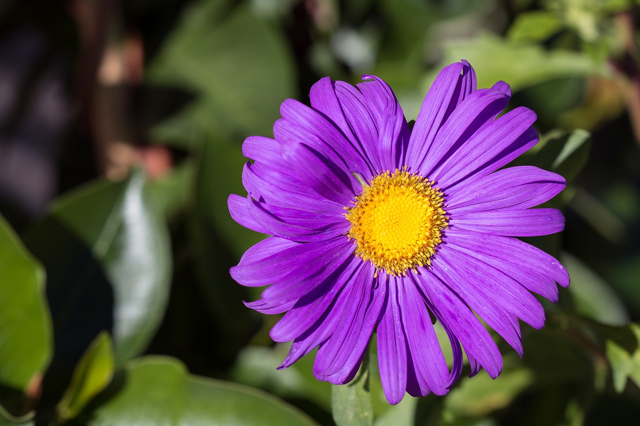 marguerite purple violet free photo