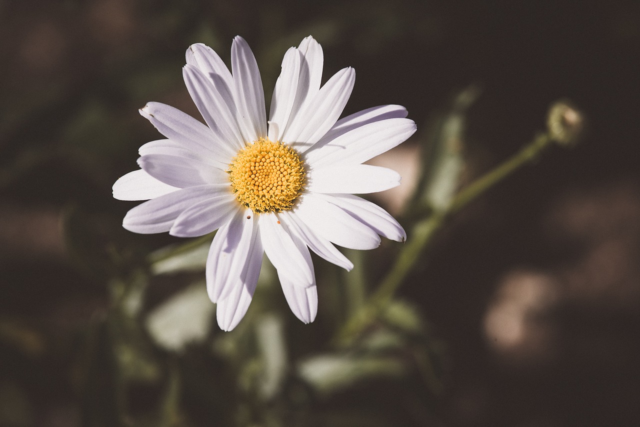 marguerite composites flower free photo