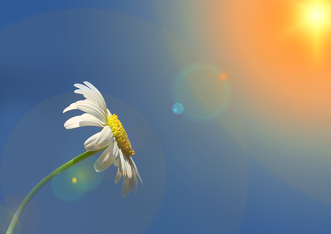 marguerite leucanthemum composites free photo