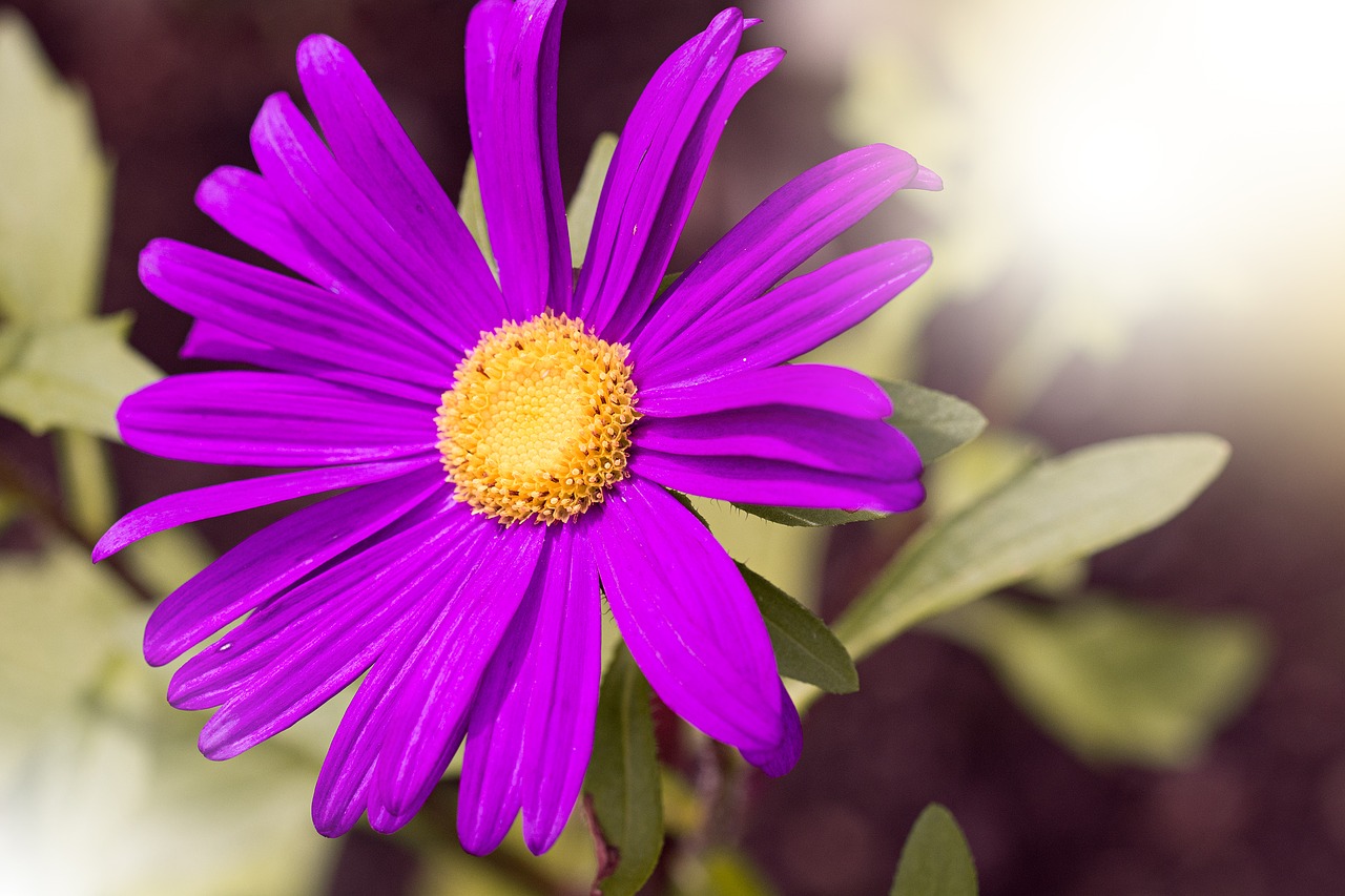 marguerite flower violet free photo