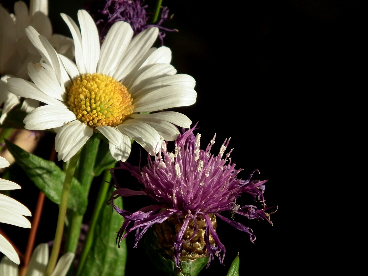 marguerite white bloom free photo