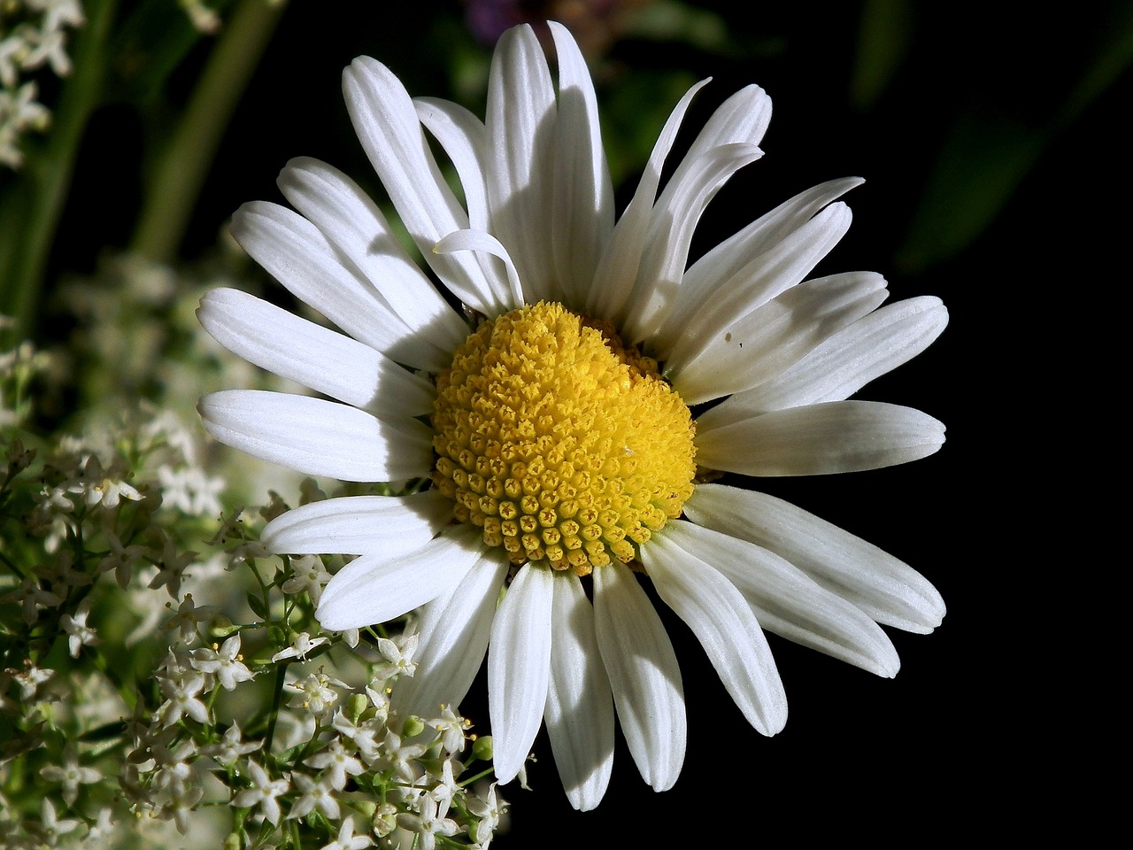 marguerite blossom bloom free photo