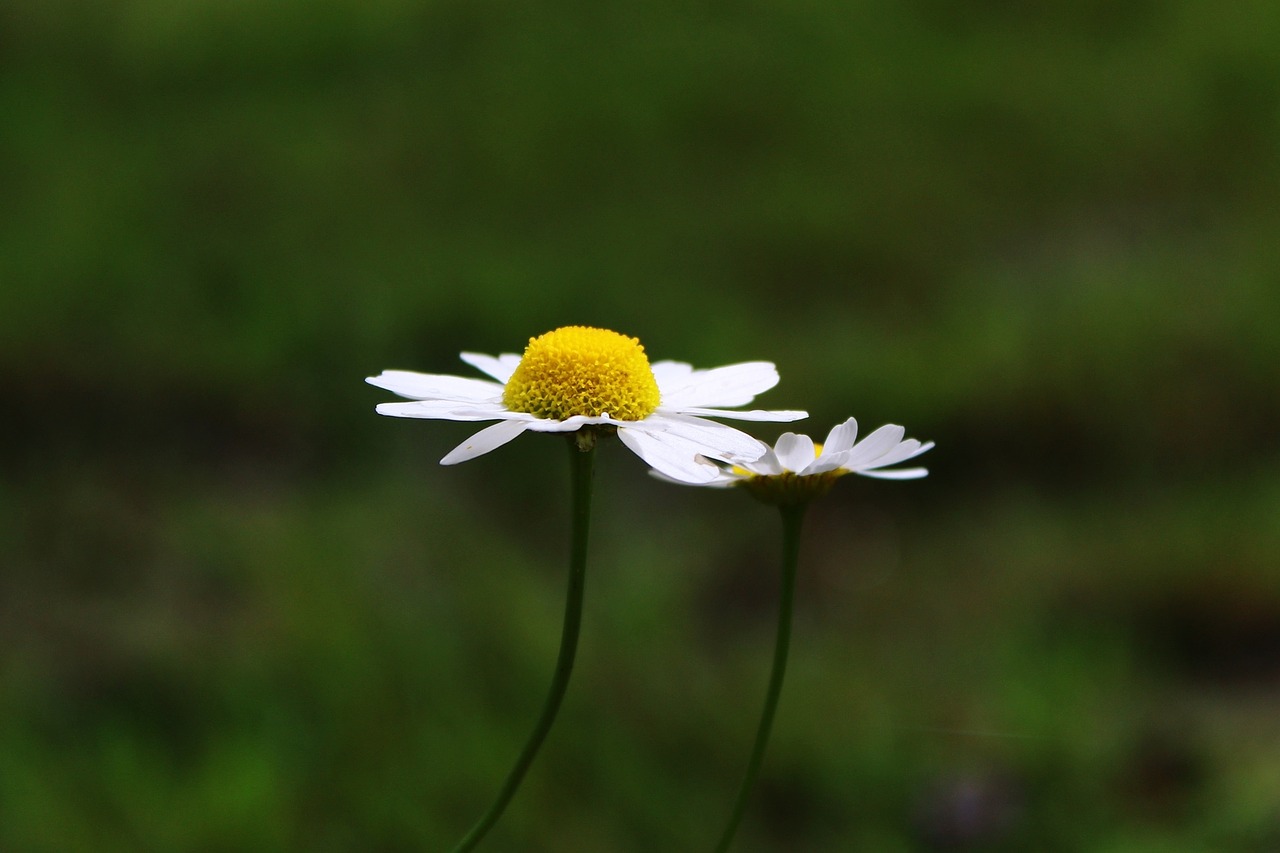 marguerite composites flower free photo