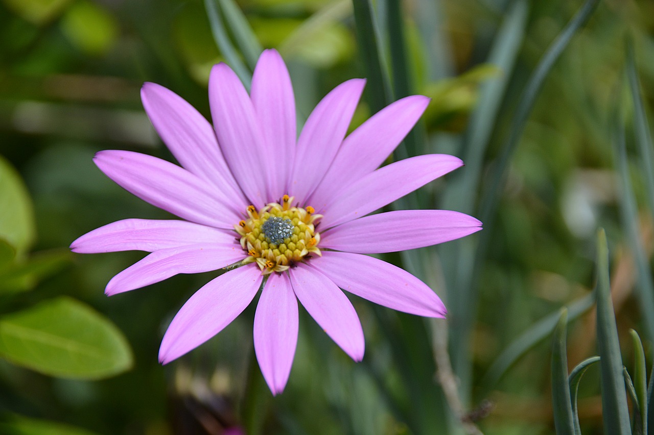 marguerite flower nature free photo