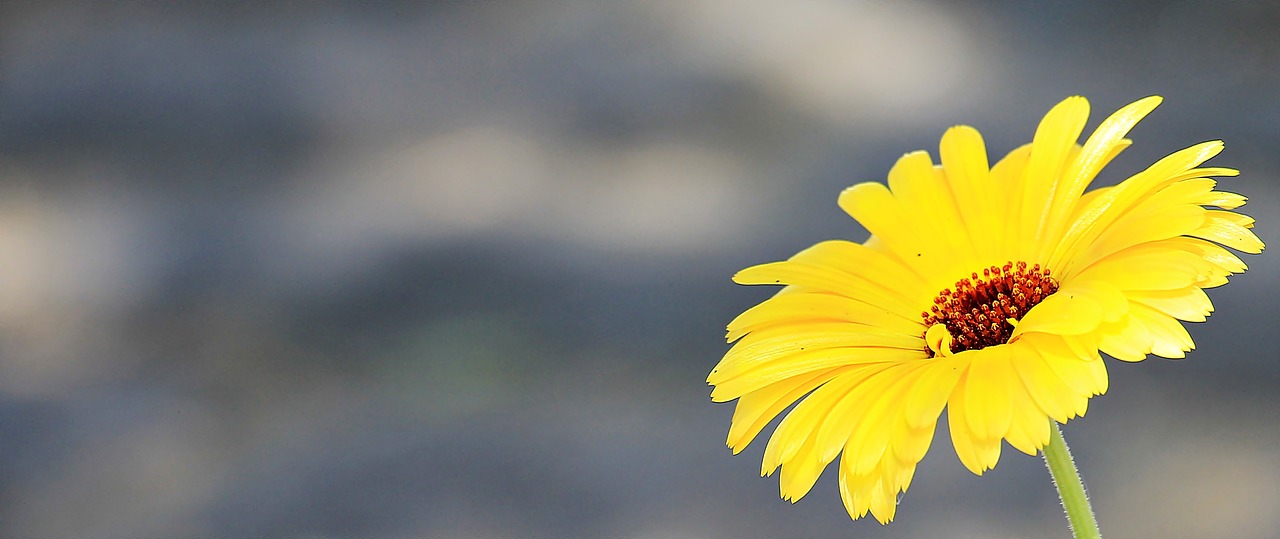 marguerite flower argyranthemum frutescens free photo