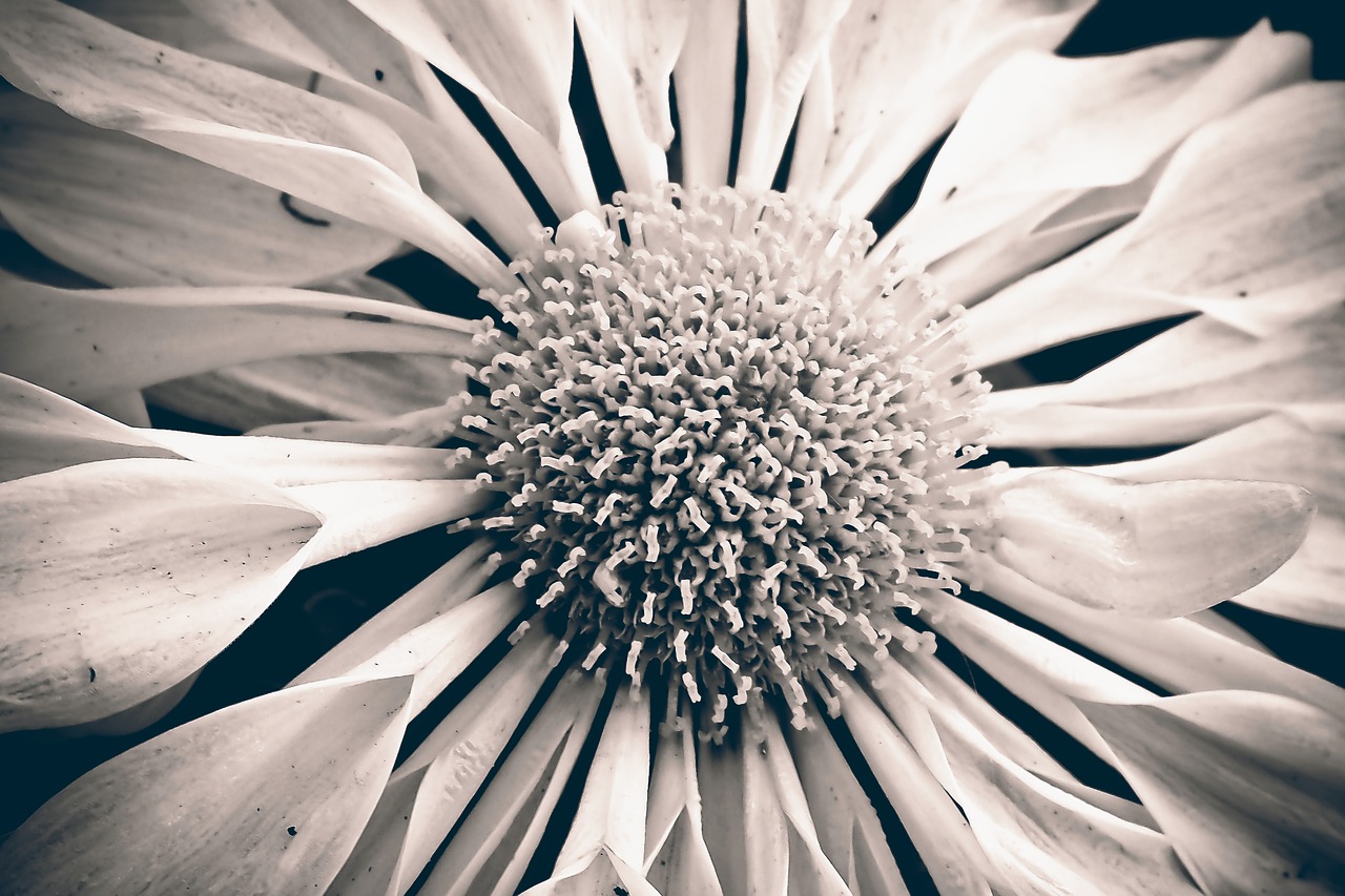 marguerite flower nature free photo