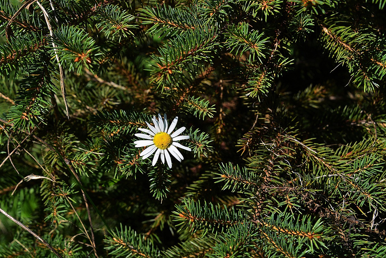 marguerite spruce branches forest free photo