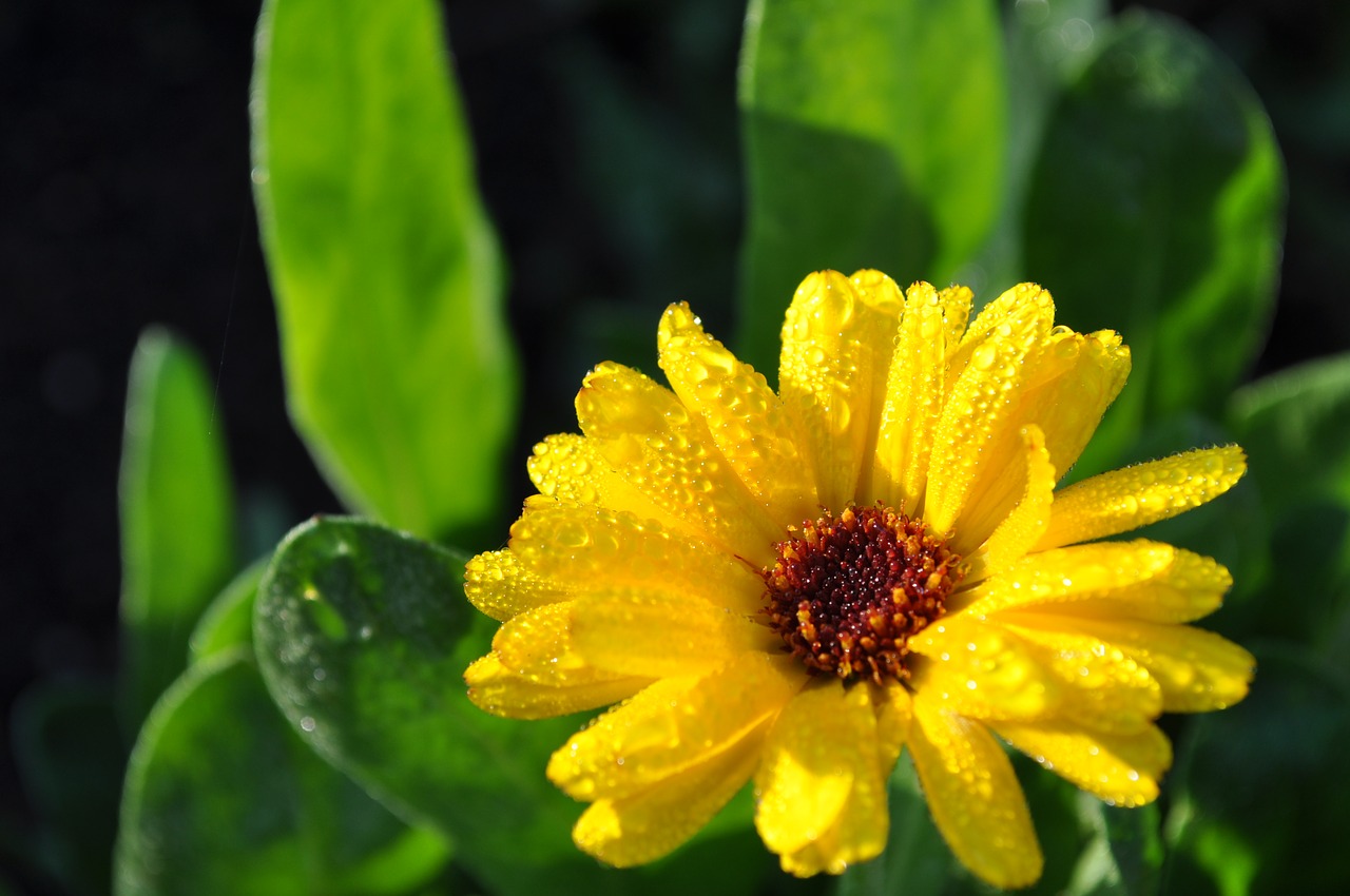 marguerite flower yellow free photo