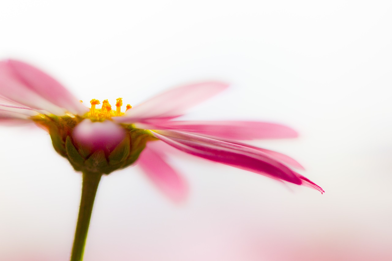 marguerite blossom bloom free photo