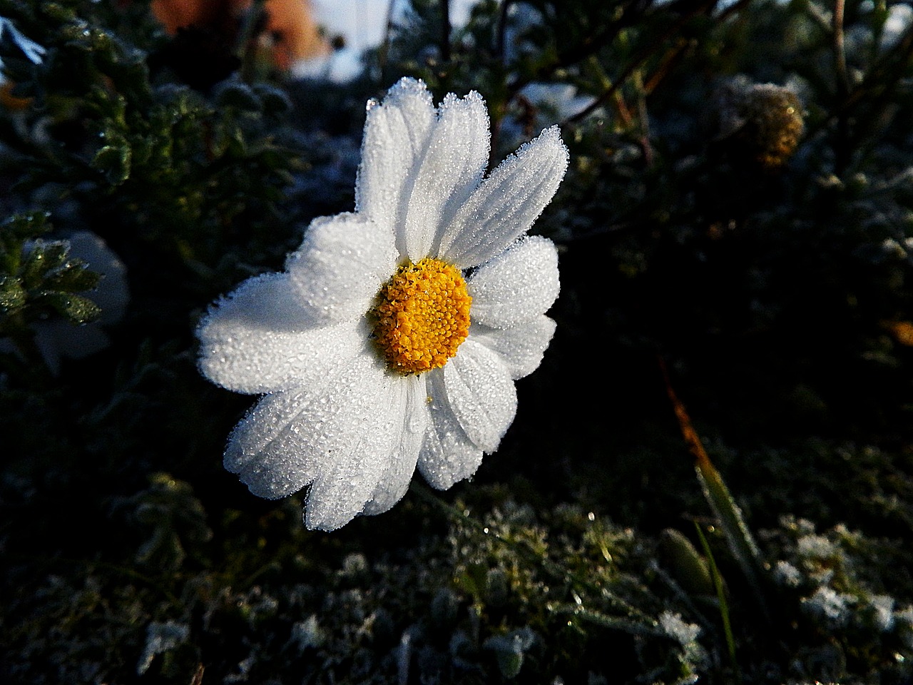 marguerite frost ice free photo