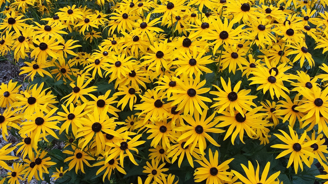 marguerite flower yellow free photo