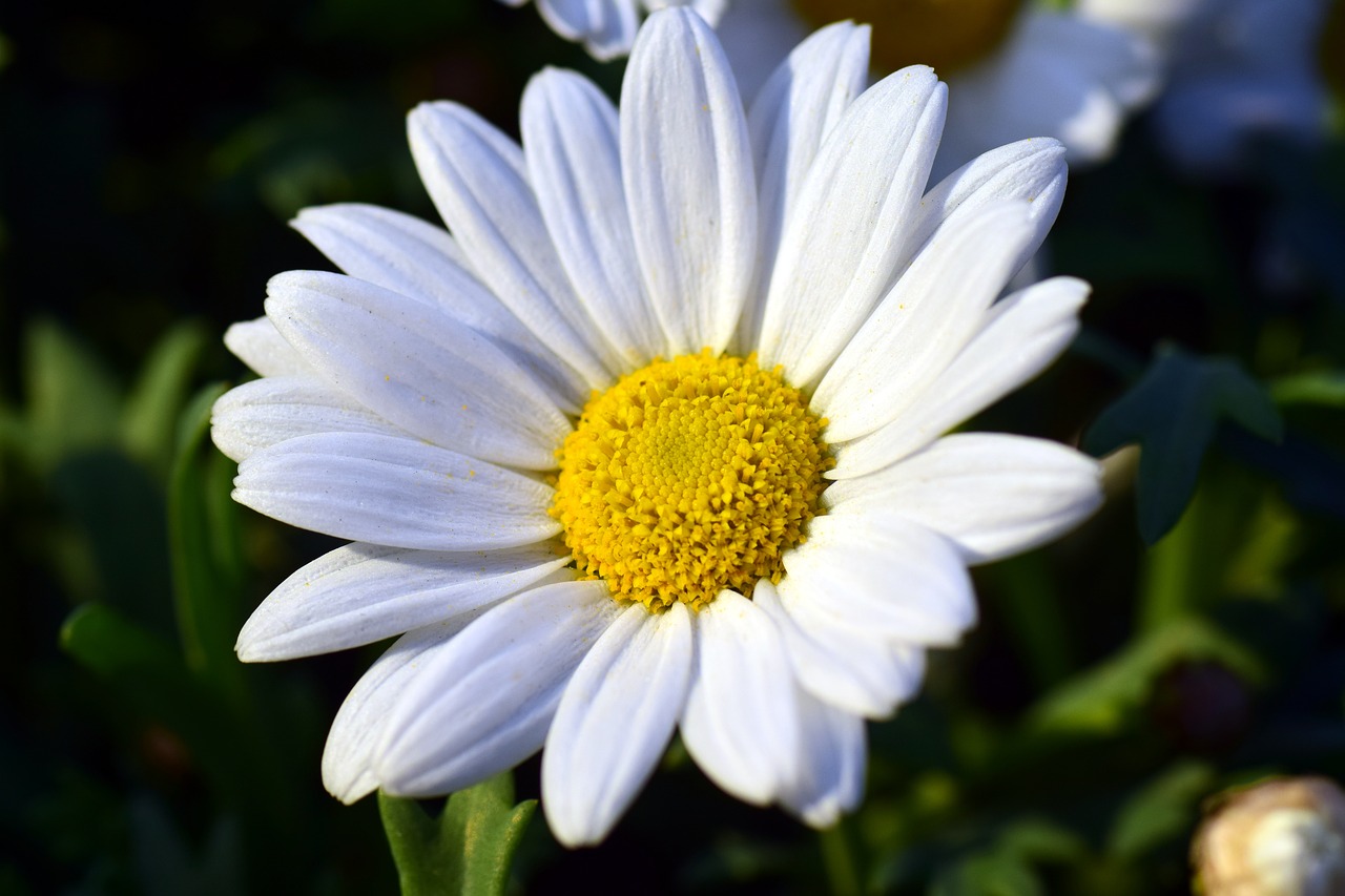 marguerite blossom bloom free photo